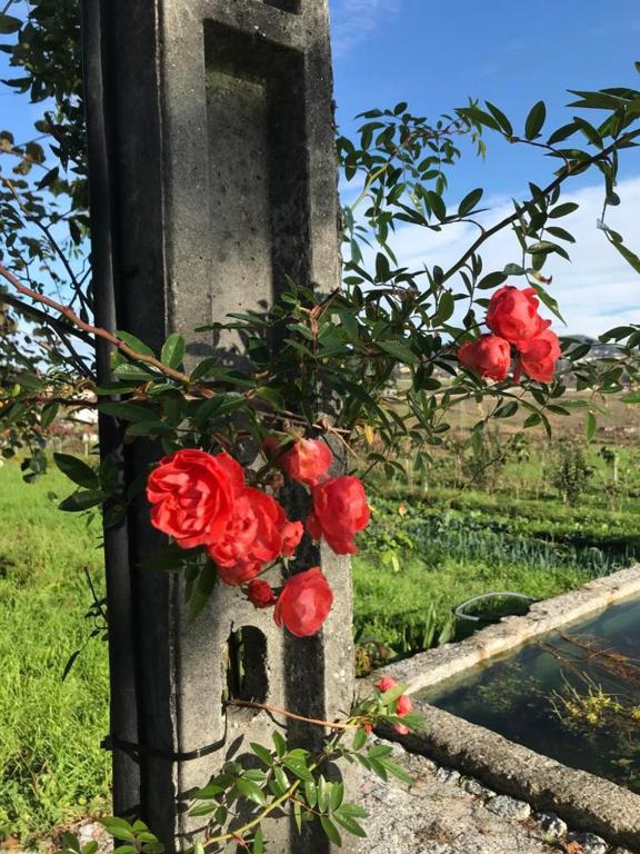 Quinta Do Pinheiro Villa Guimarães Eksteriør bilde